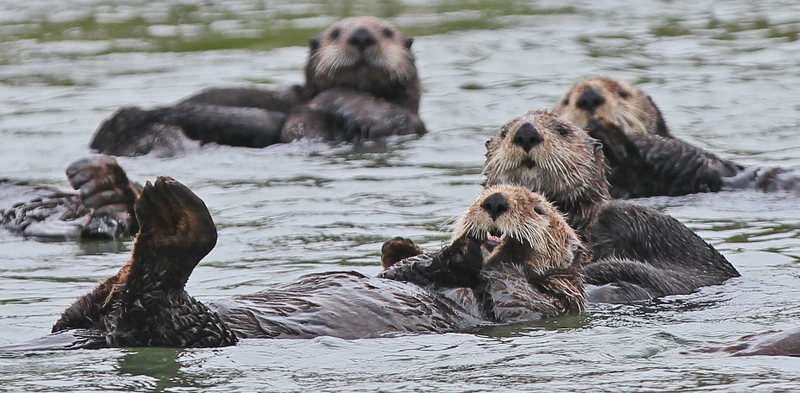 California sea otters, Enhydra lutris nereis, Elkhorn Slough, Moss Landing, California